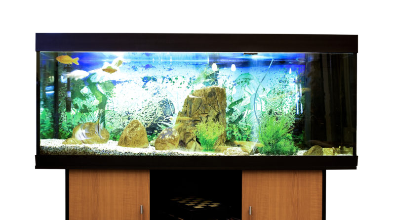 Fish tank aquarium